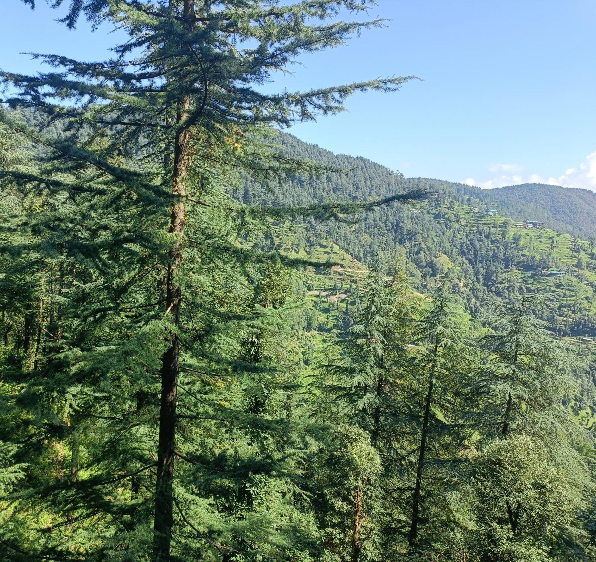 Peace Holiday Homestay Chail Luaran gambar